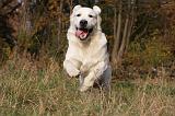 GOLDEN RETRIEVER 841